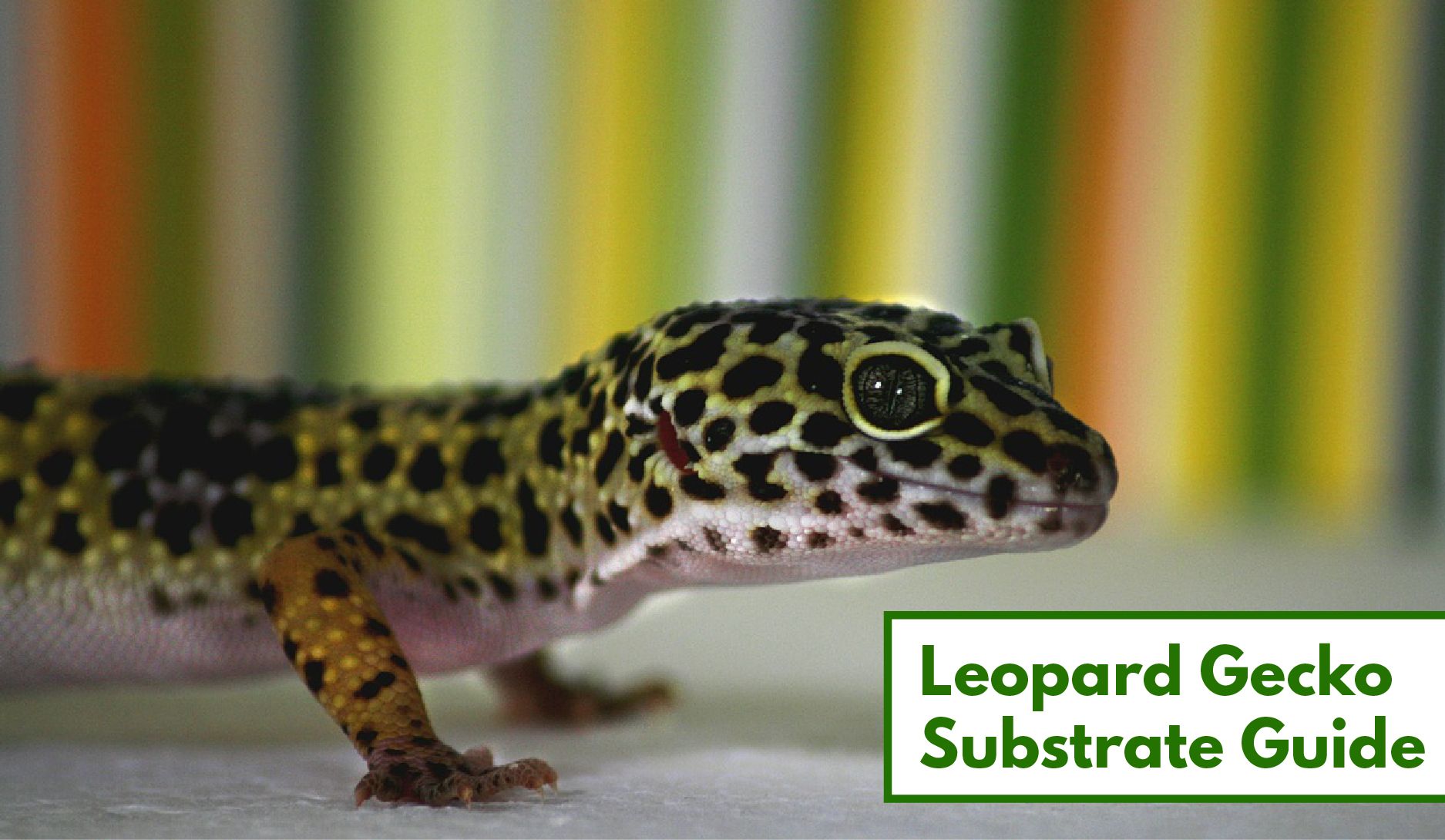 habistat leopard gecko bedding