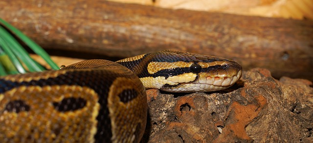 ball python