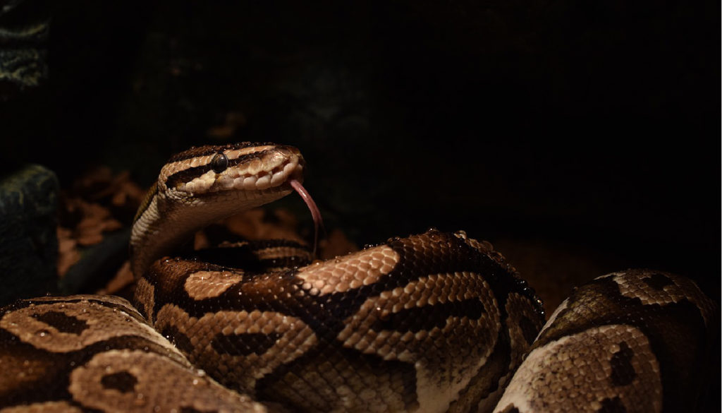 Ball Python Care