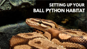Ball Python Care Sheet: The Complete Instructional Guide