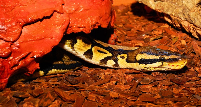ball python hides