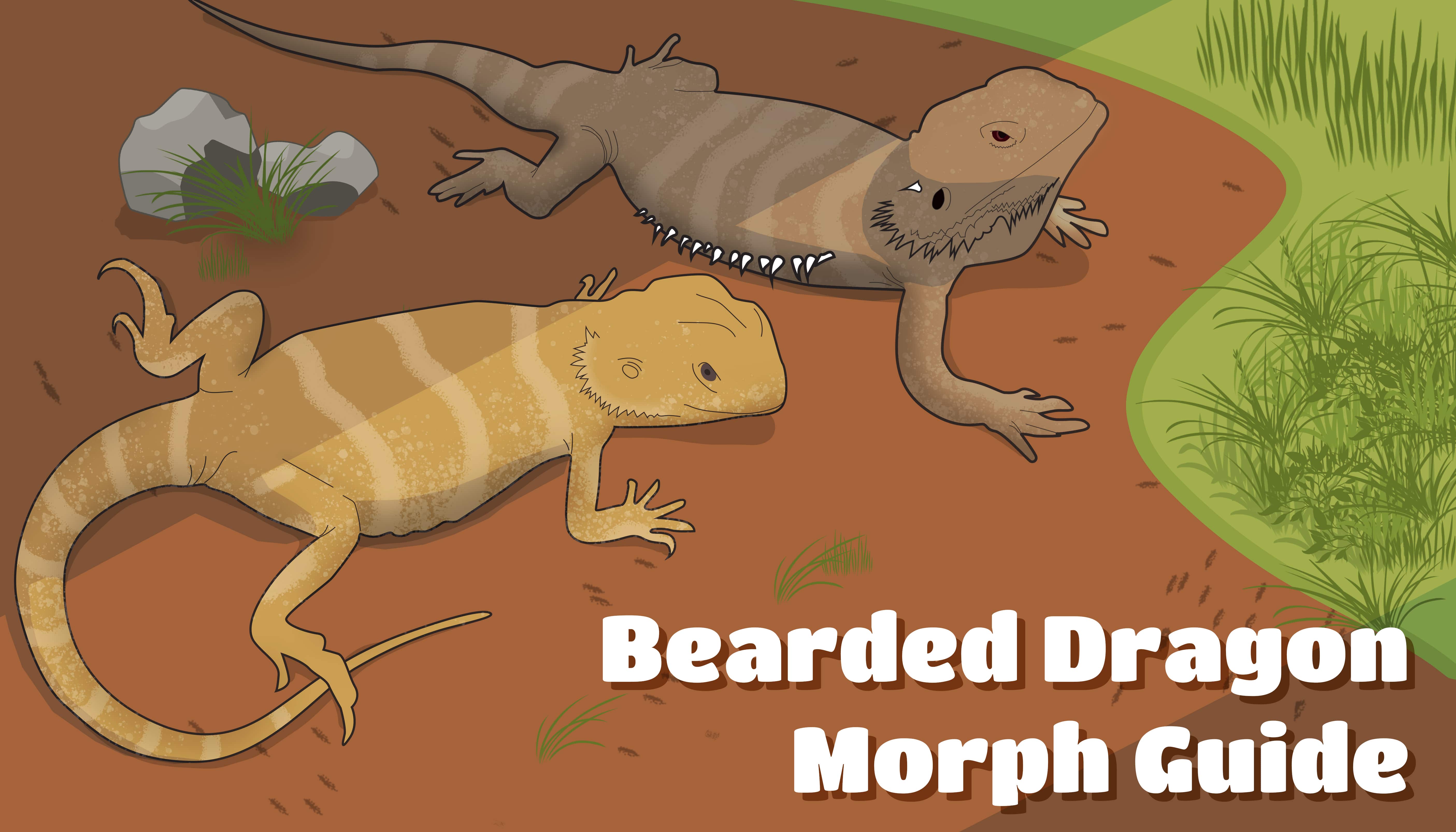 Bearded Dragon Color Chart