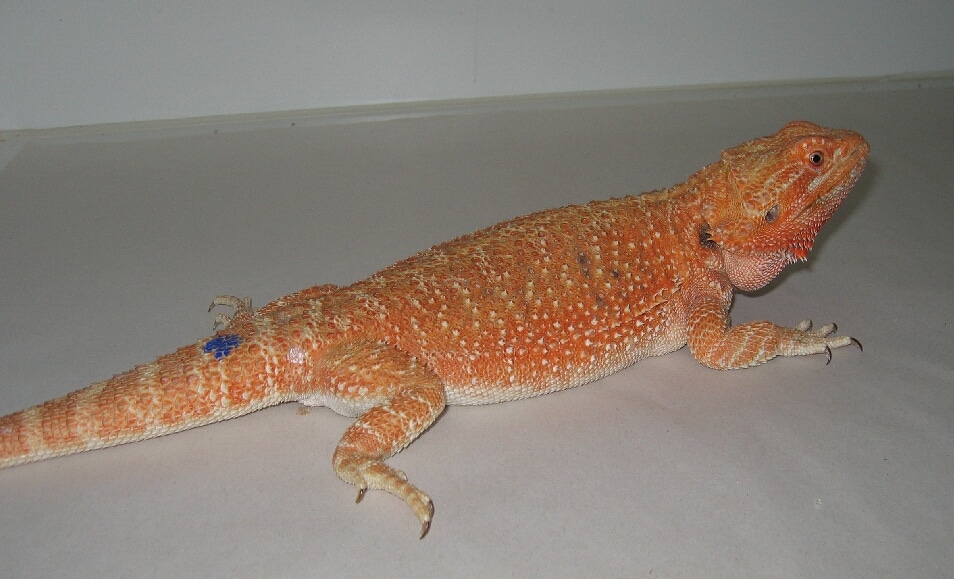 Bearded Dragon Color Chart