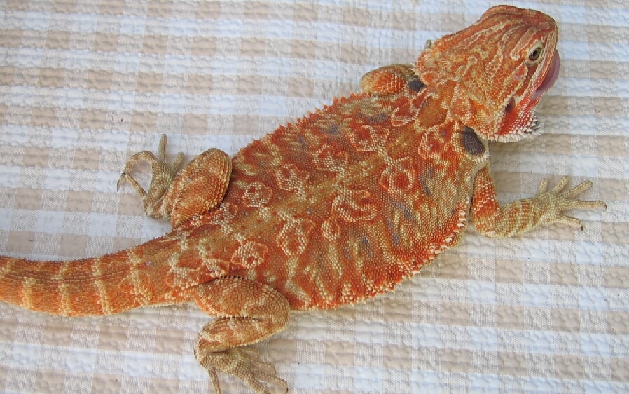 leatherback bearded dragon