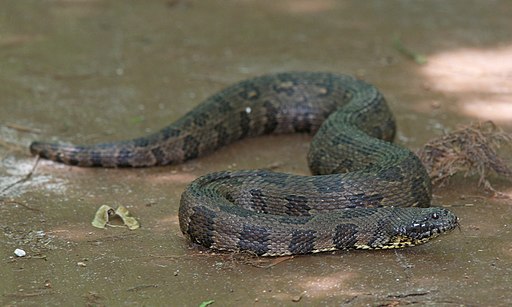 water snake