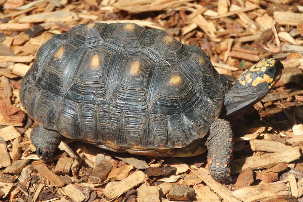 Chelonoidis carbonaria