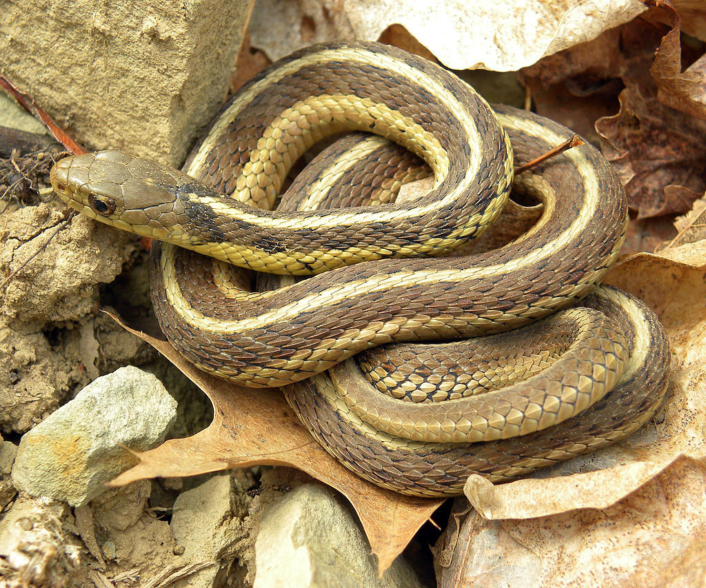 Garter Snakes
