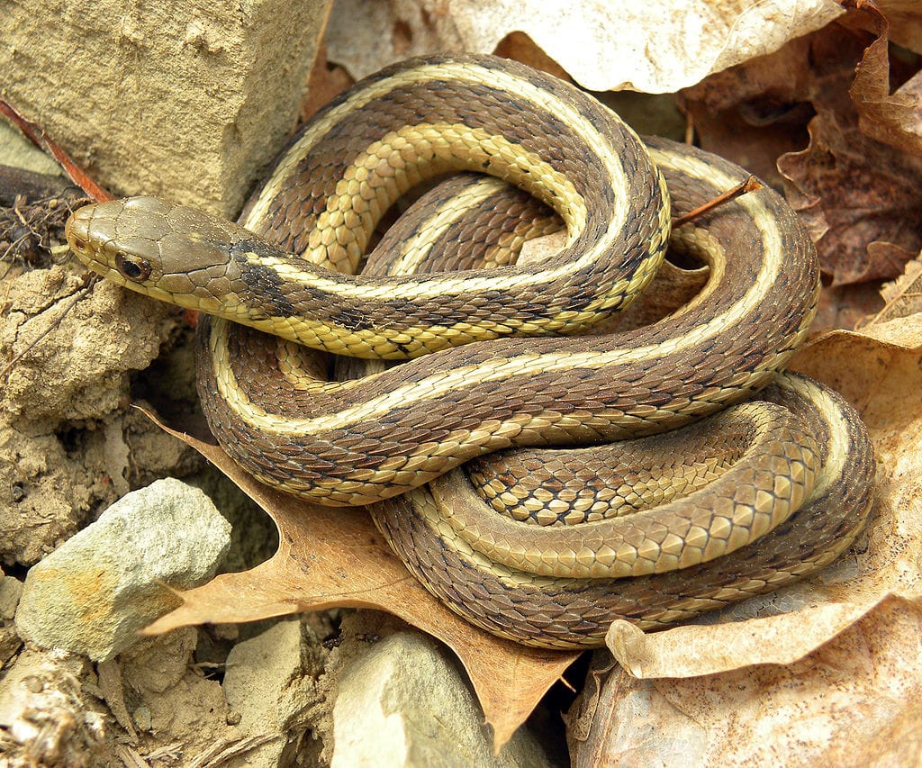 Garter Snakes