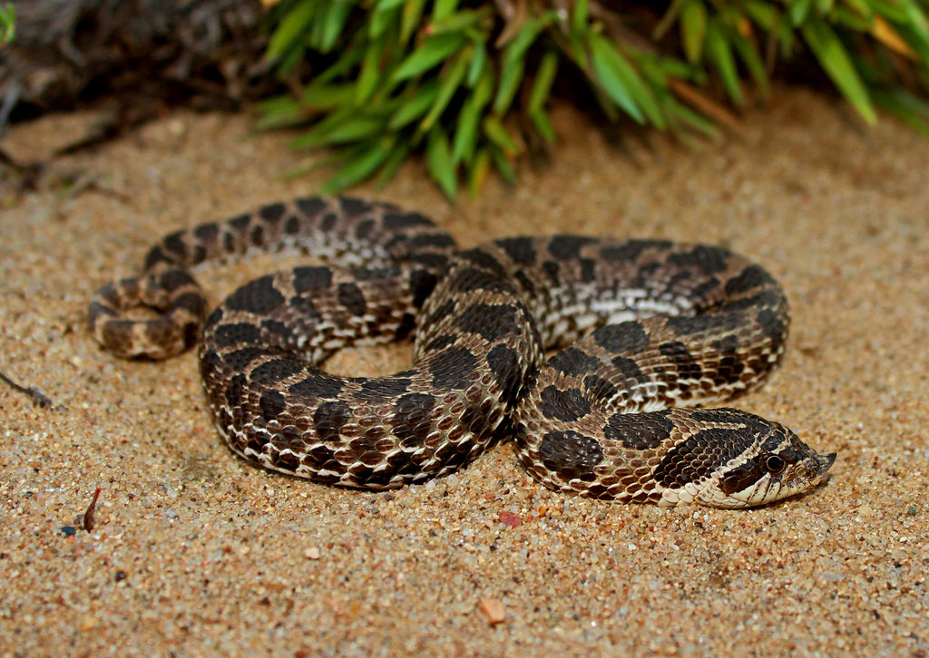 Heterodon nasicus