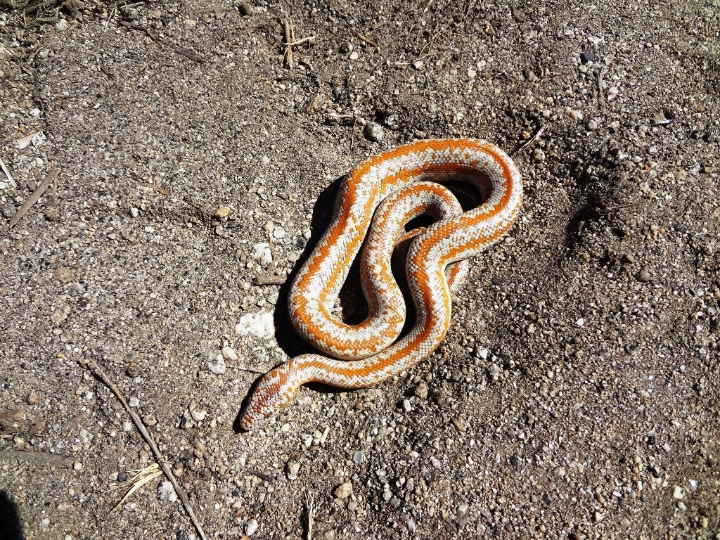 Lichanura