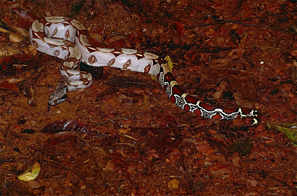 Red Tail Boa