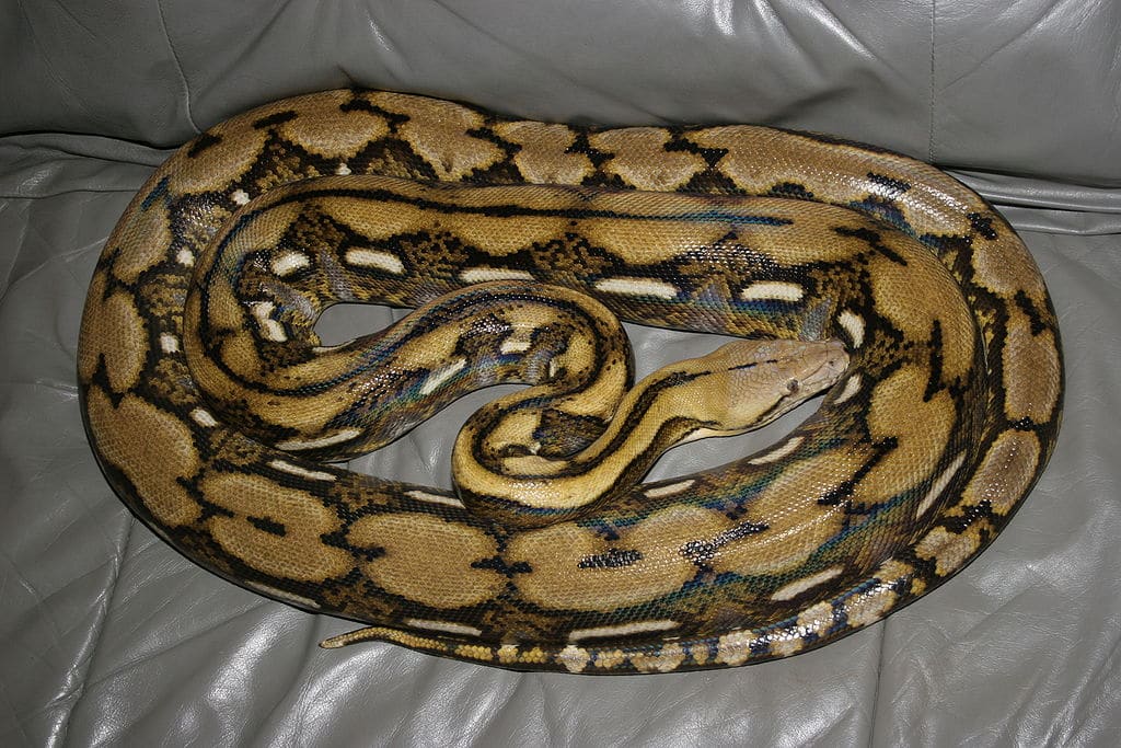 Reticulated Pythons