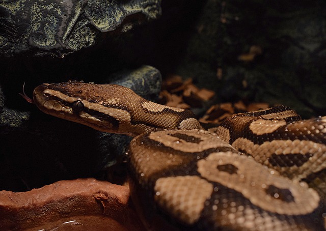 Ball Python Shedding