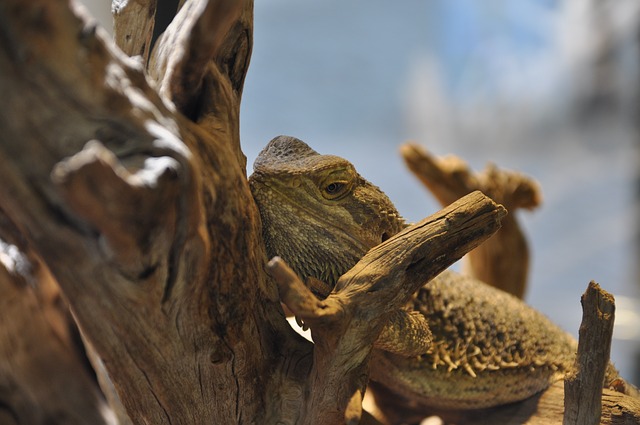 bearded dragon brumation