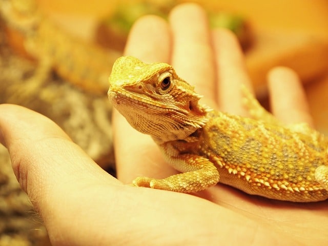 bearded dragon
