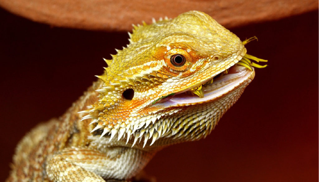 Bearded Dragon Not Eating