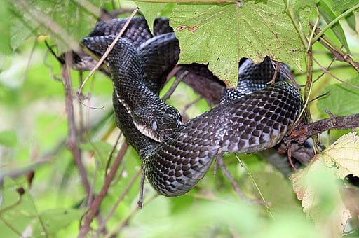 black rat snake
