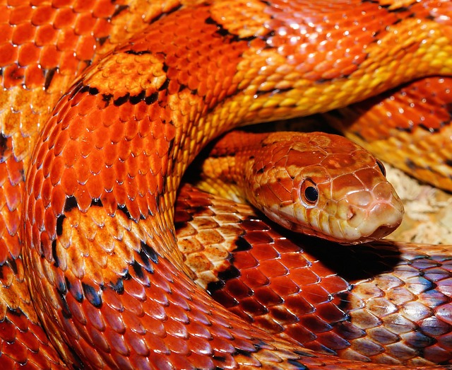 Corn Snake Morphs Chart