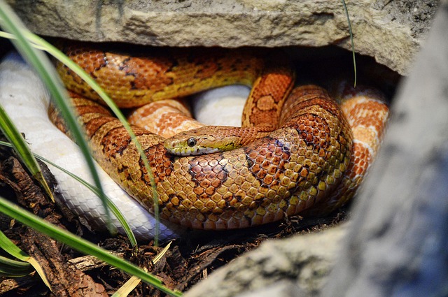 corn snake