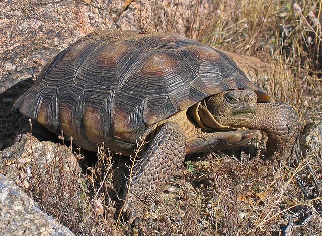 desert tortoise