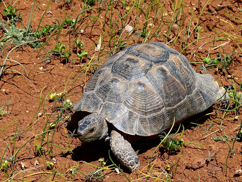 Testudo graeca