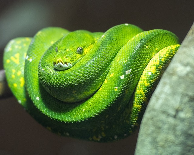 green tree python