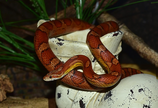 normal corn snake