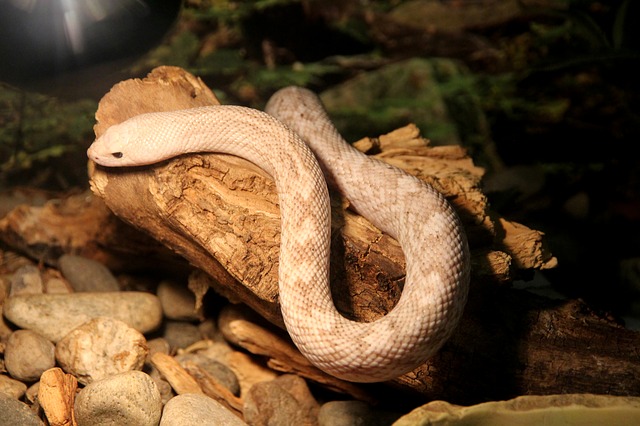 Pituophis melanoleucus