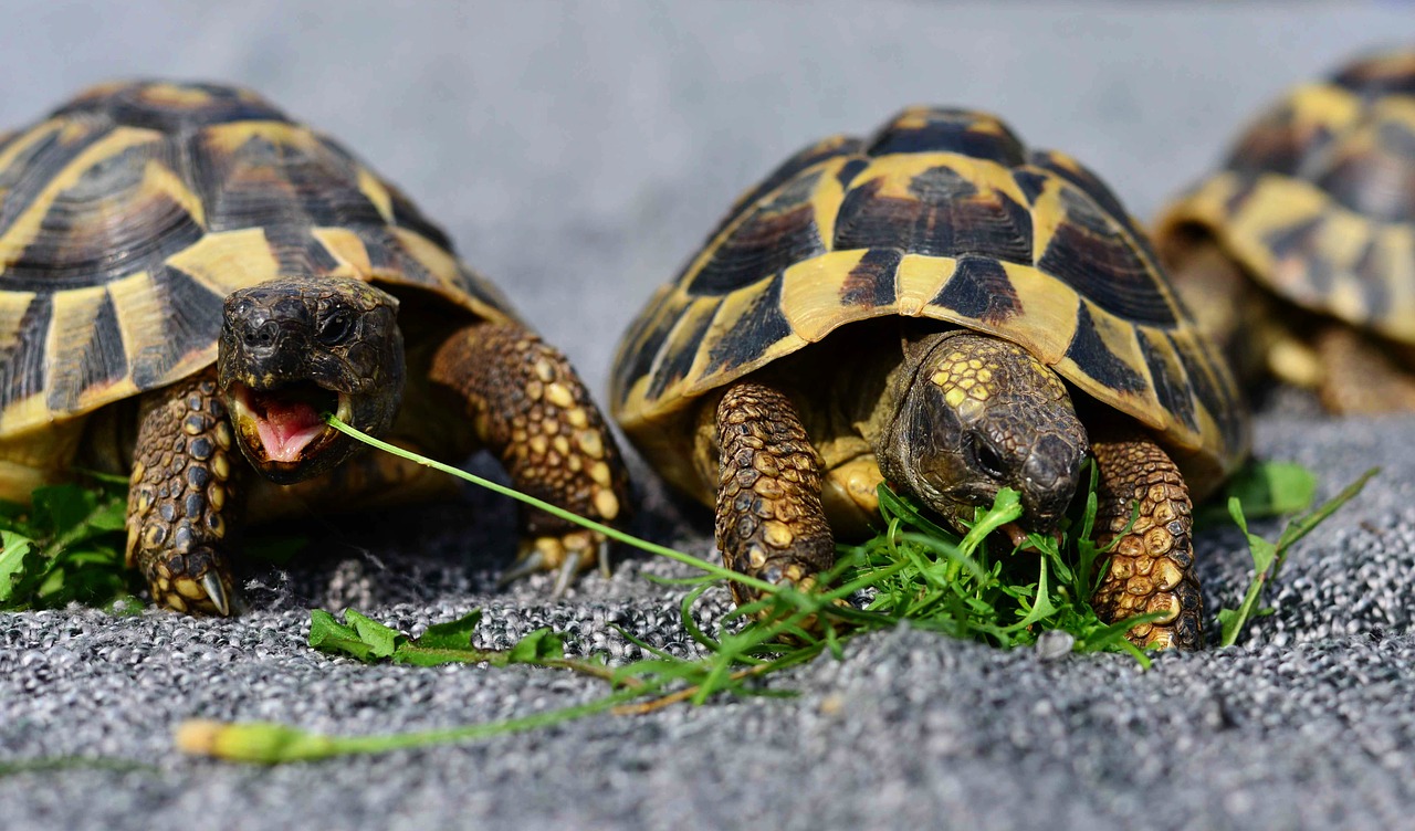 Tortoise Identification Chart