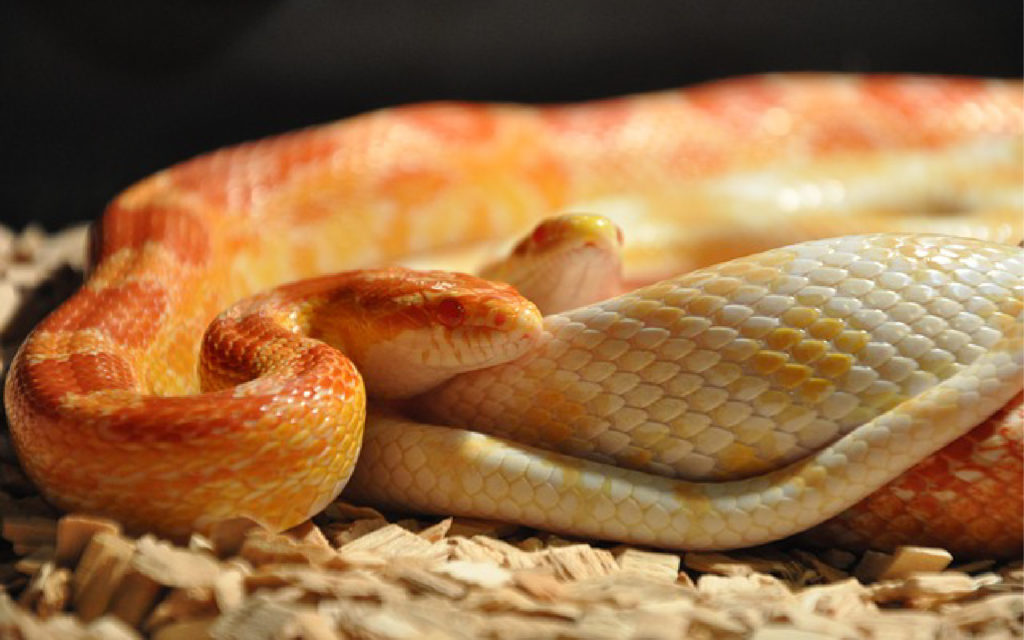 Types of Pet Snakes