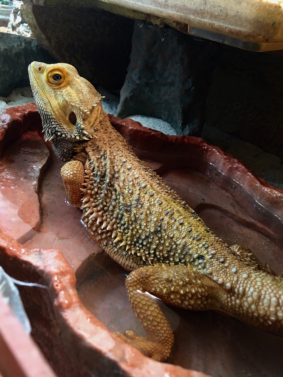 bearded dragon bath