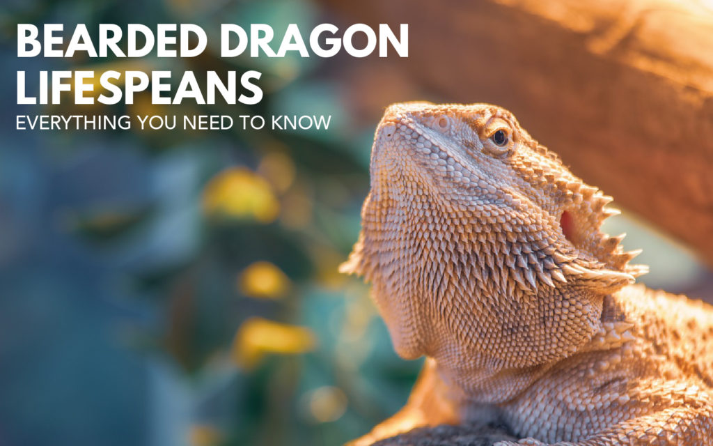 Bearded dragon lifespan