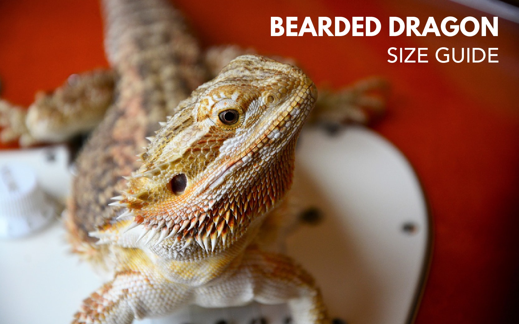 Bearded Dragon Age Chart