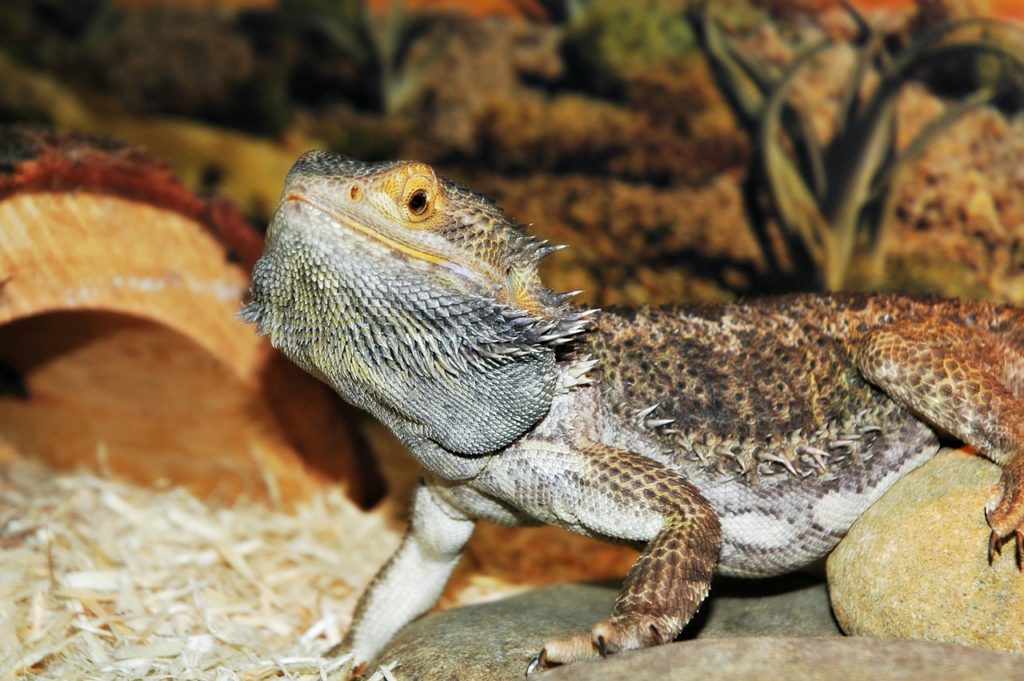 bearded dragon waving