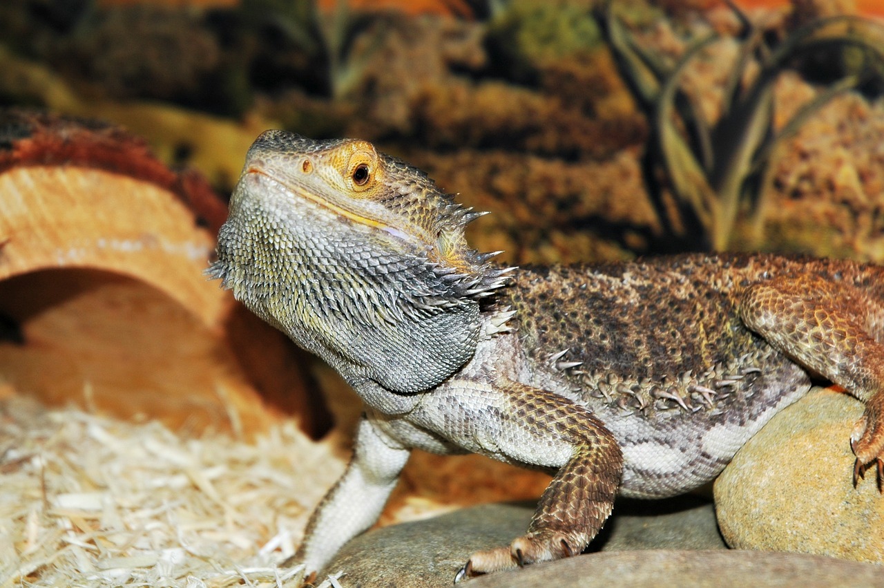 bearded dragon waving