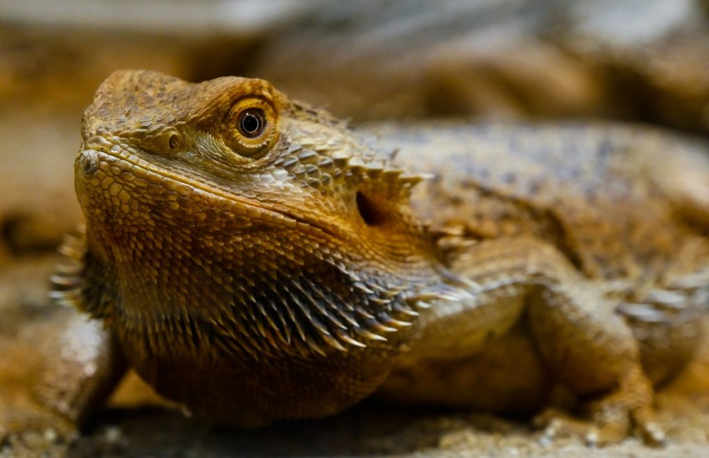 Bearded Dragon Brumation