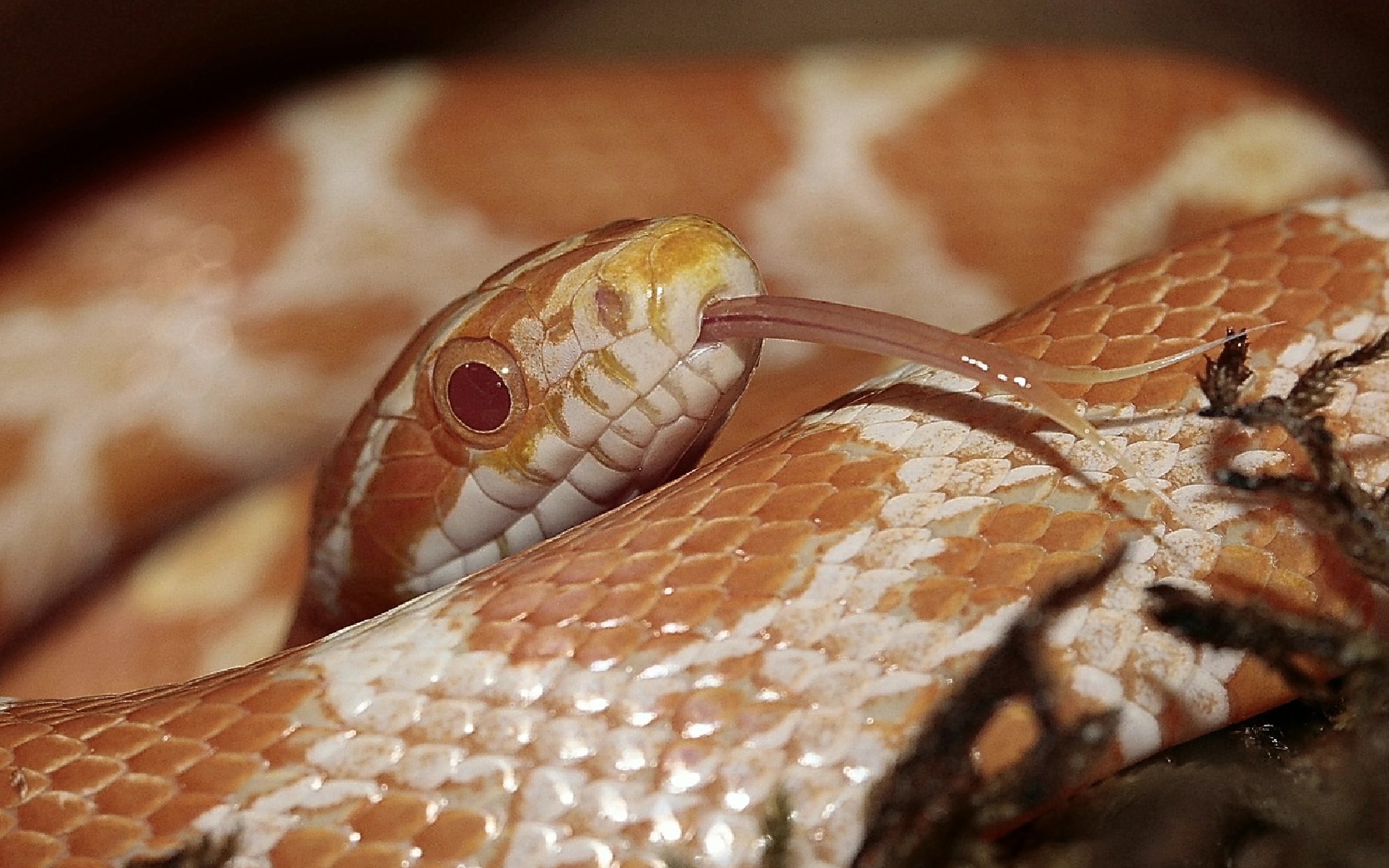 Corn Snake Morphs Chart