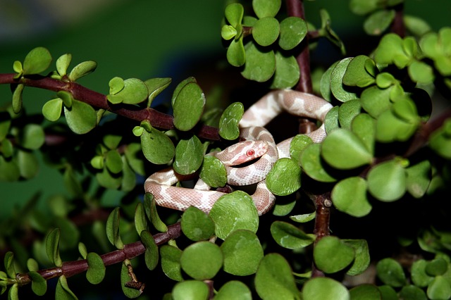 corn snake