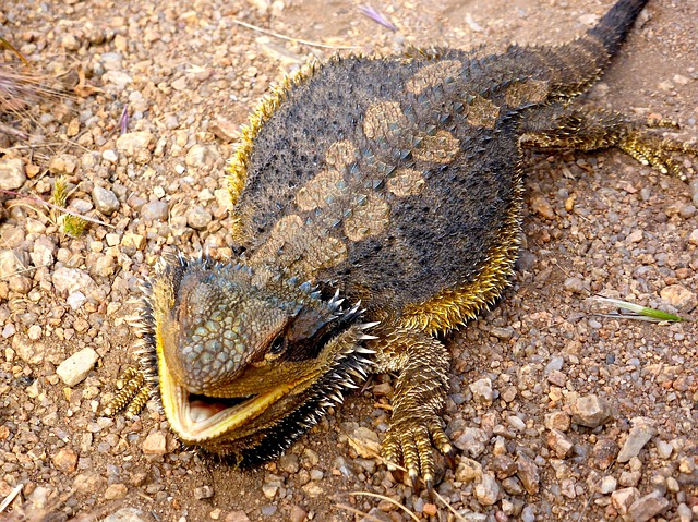 wild bearded dragon