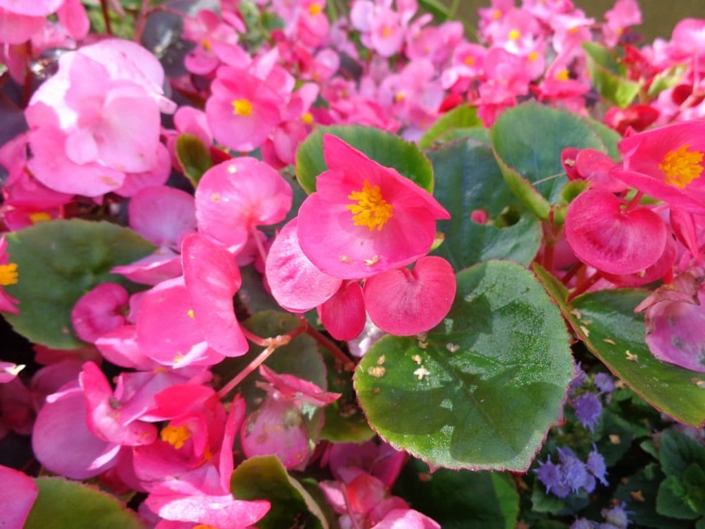 wax Begonia