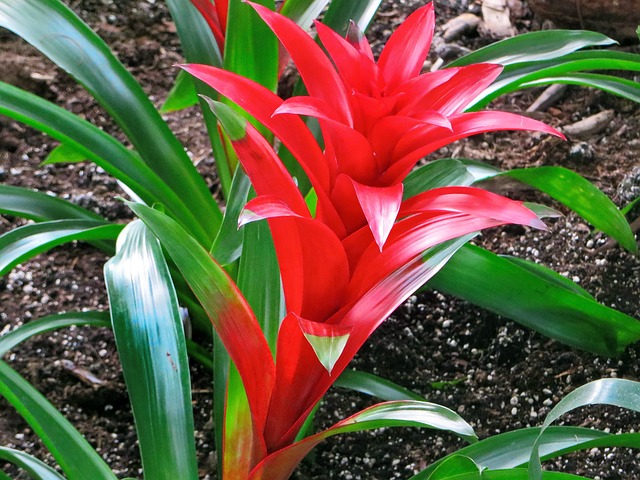 Bromeliads