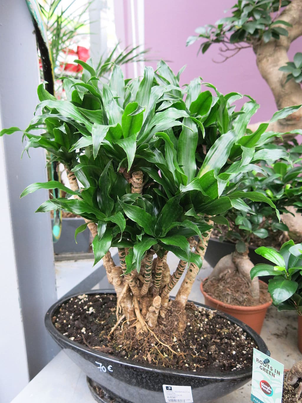 Dracaena Compacta