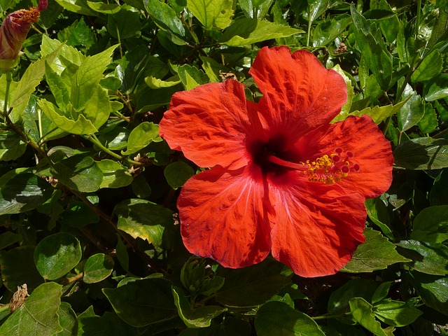 hibiscus