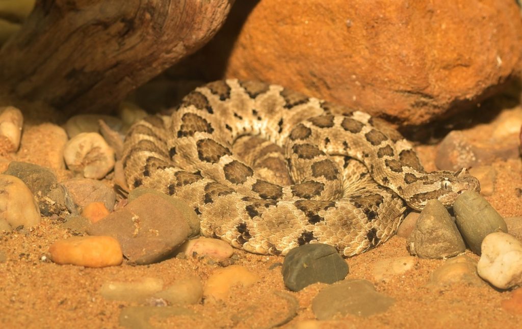 Do Rattlesnakes Nurse Their Young?