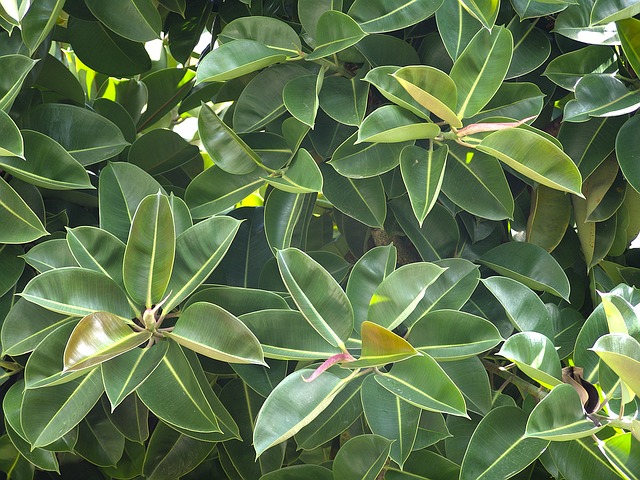 rubber tree