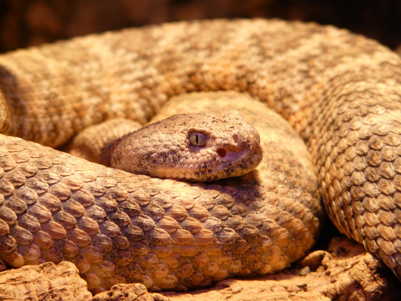 rattlesnake