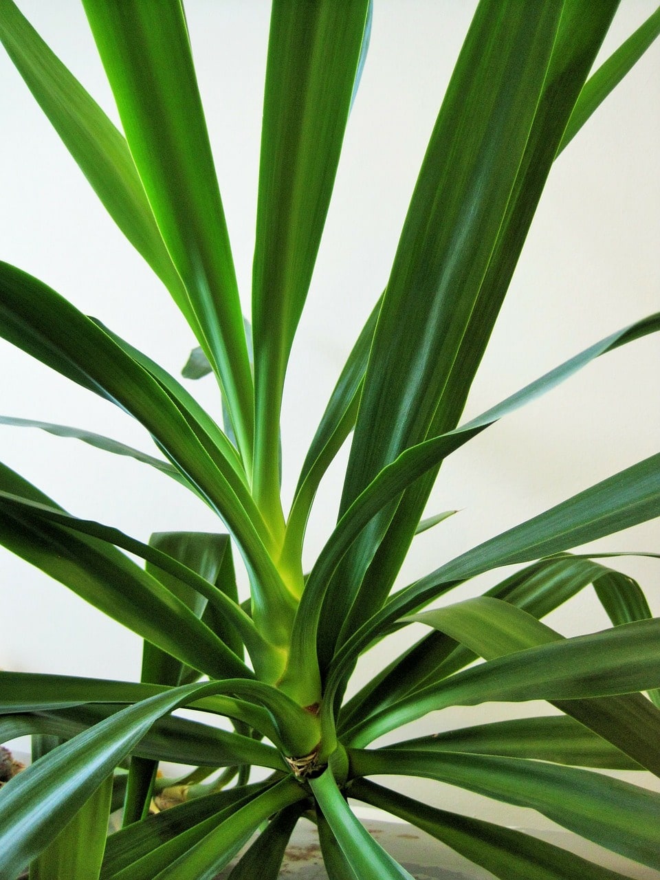 yucca plant