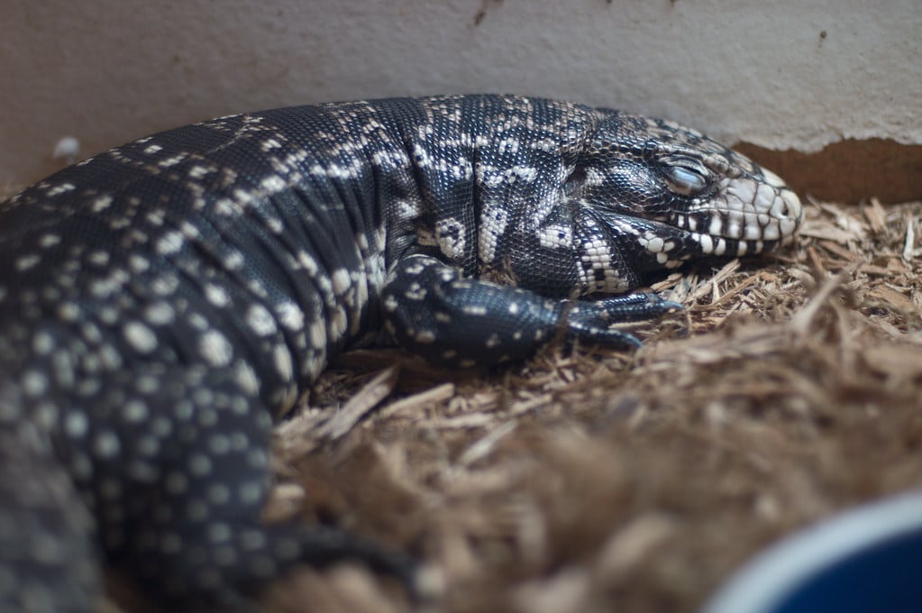Argentine Black and White Tegu