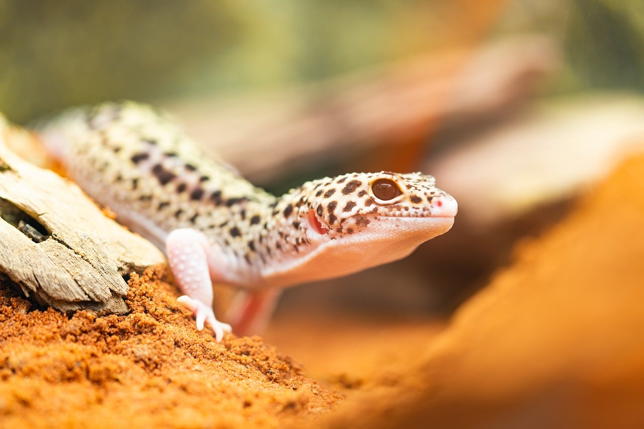 15 Types Of Pet Lizards With Pictures Reptile Advisor