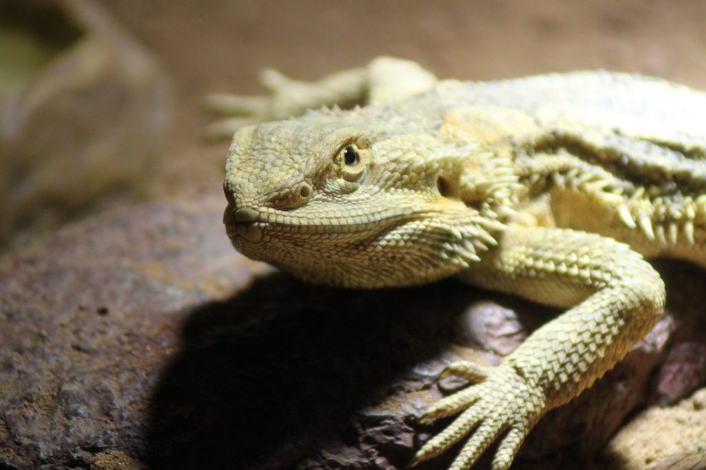 Bearded dragon bath
